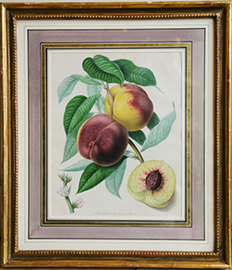 braddocks peach print