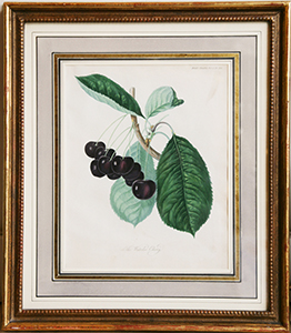 waterloo cherry