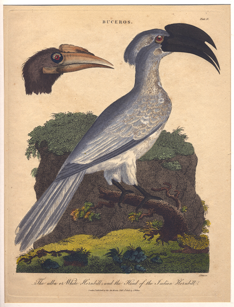 hornbill