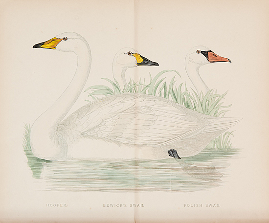 bewick's swan morris game birds