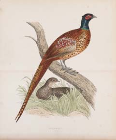 beverley morris english game birds