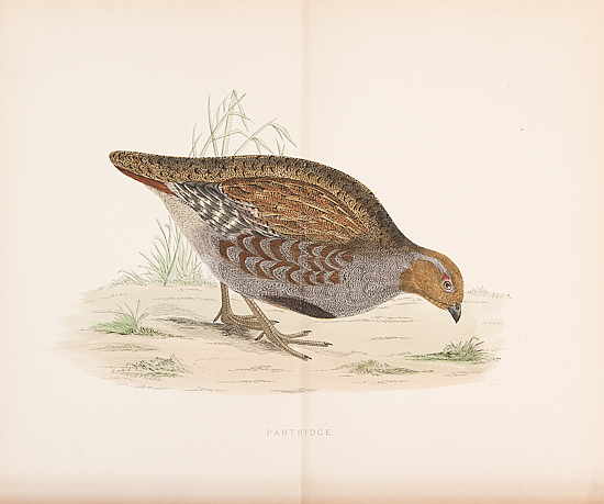 partridge morris wildfowl antique prints