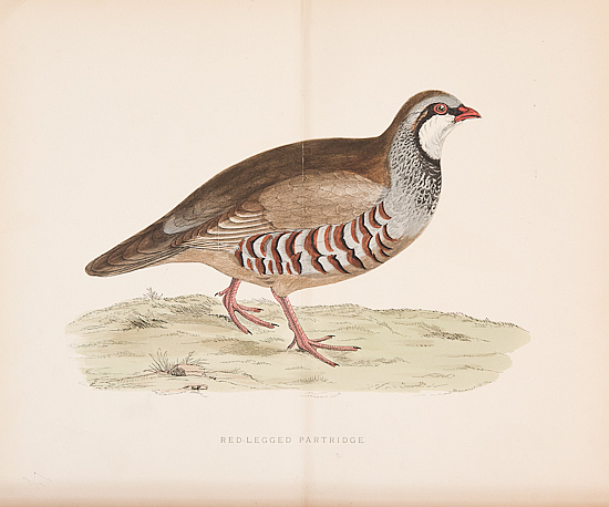 PARTRIDGE