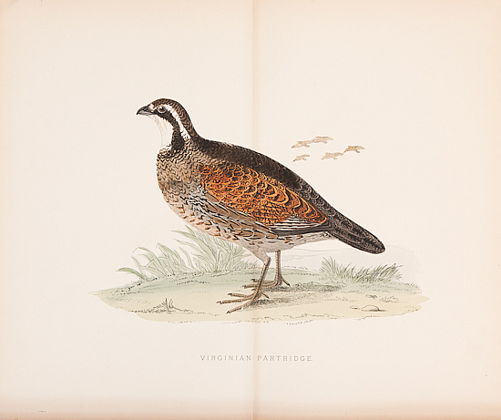 Partridge