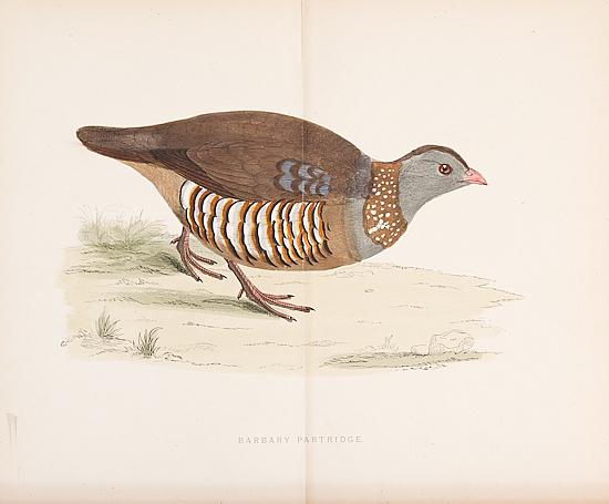 BARBARY PARTRIDGE