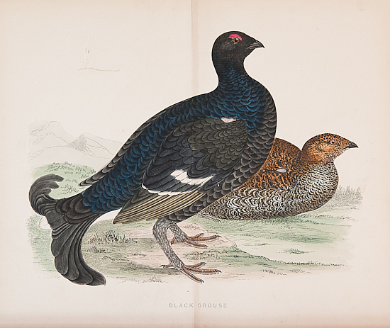 BLACK GROUSE