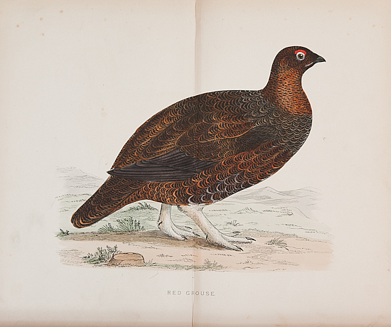 GROUSE