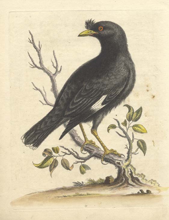 white tipped crow