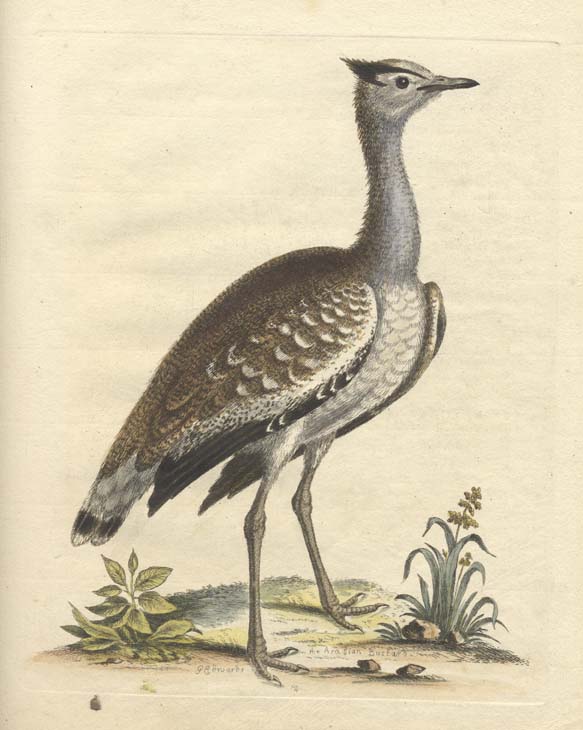 arabian bustard