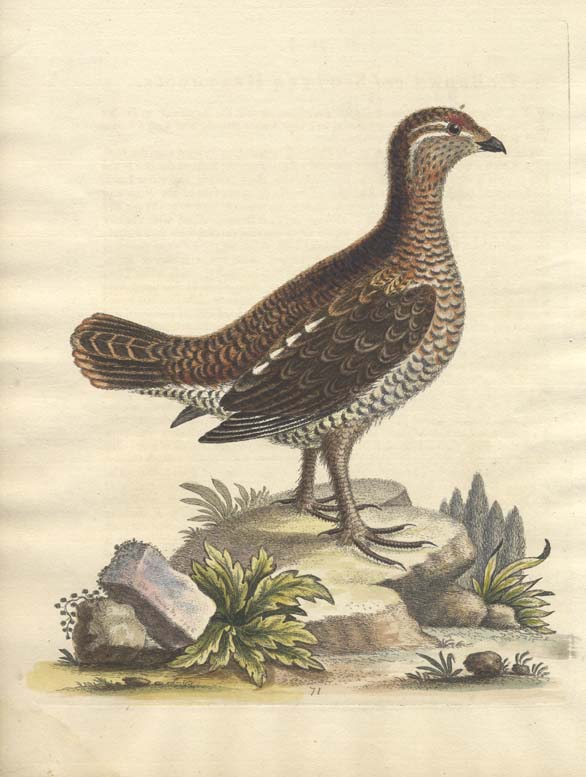 partridge print