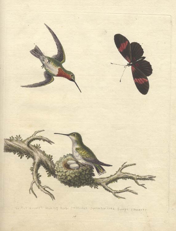 butterfly, humming bird and nest print
