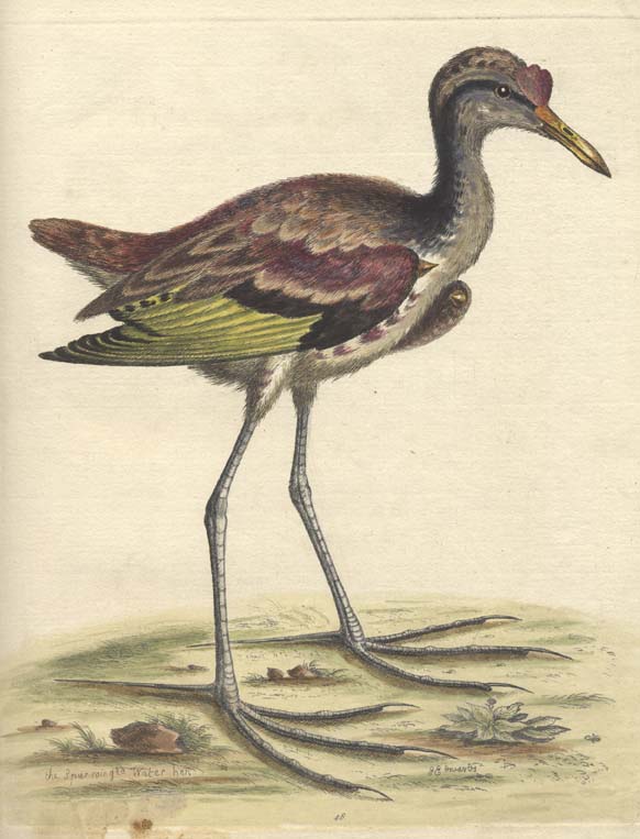 long legged bird antique print
