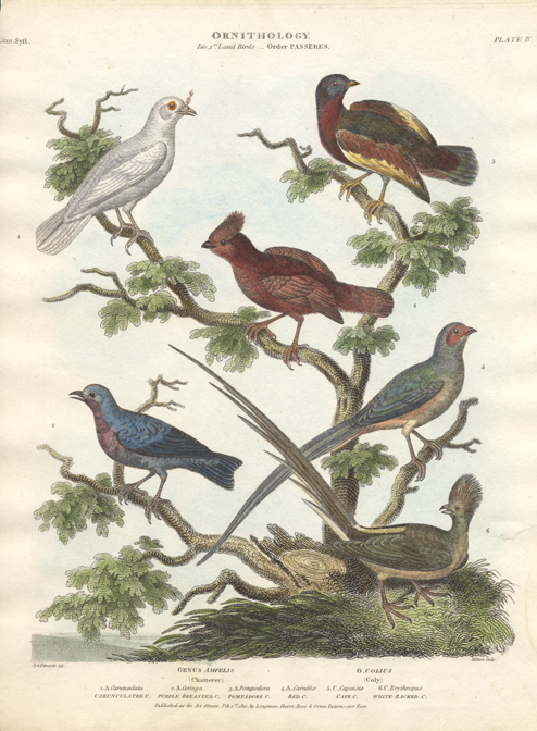 sydenham edwards bird prints for sale