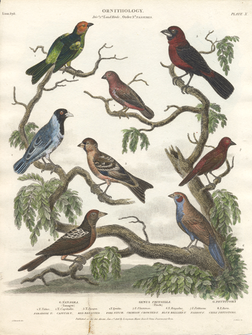 19th Century bird prints