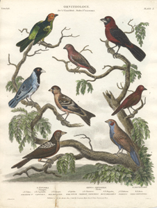 sydenham edwards bird prints