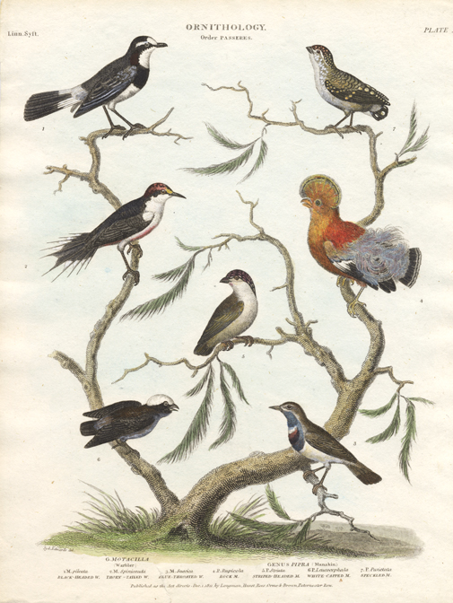 london antique ornithological prints