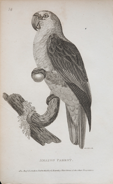 antique parrot prints