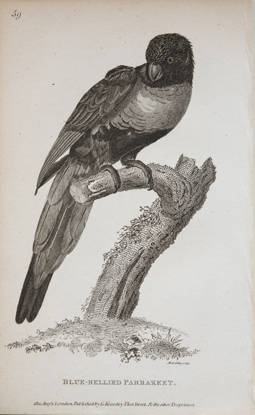 19th century parrots