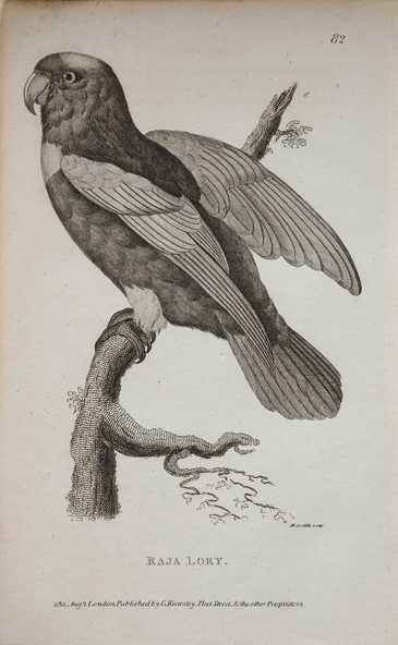antique prints of birds