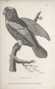 george shaw's zoology
