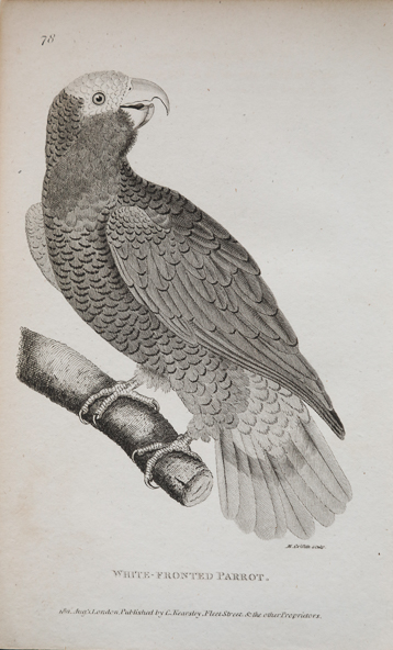 ornithological prints for sale